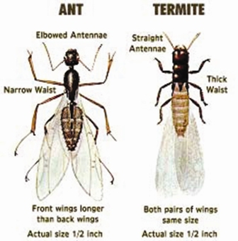 ants ant winged termites termite flying bathroom bmp mean comparison does 20v